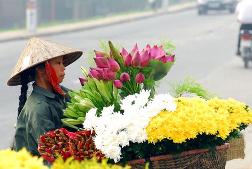 hoa ha noi 5 Hồn hoa trong lòng phố Hà Nội