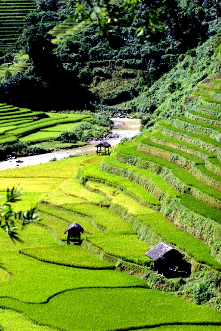 Màu vàng dần thay cho màu xanh