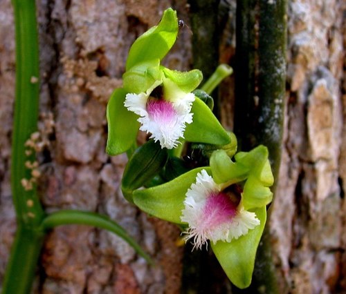 an Vani không lá (Vanilla aphylla Bl.): Dây leo bám lên các cây gỗ có thể đến độ cao khoảng 2-3m. Thân có màu xanh lục, đường kính gần 1cm. Lá tiêu giảm lại thành vảy nhỏ 1cm, mau rụng. Hoa tự là dạng chùm ngắn, gồm 1-3; lá đài và cánh có màu xanh lục nhạt, dài khoảng 3cm; cánh môi có 3-4 sọc đỏ và lông màu tím; thùy 3. Loài này hiện diện trong rừng thường xanh hoặc bán thường xanh, cao độ thấp 100-300m, phân bố ở khu vực Hòn Hèo (Ninh Hòa), Suối Cát (Cam Lâm). Vani không lá còn được ghi nhận có phạm vi phân bố khá rộng trong các đai rừng dầu ven biển bán khô hạn Nam Trung Bộ kéo xuống đến Khu BTTN Bình Châu, Bà Rịa Vũng Tàu.