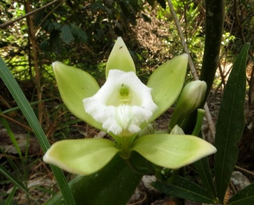 Lan Vani trắng (Vanilla albida Bl.):   Dây leo phân nhánh nhiều, dài 5-6m, bám trên các cây gỗ hoăc cây bụi. Thân màu xanh đậm, đường kính 0,7cm. Phiến lá dày láng, hình ellip hơi hẹp, đầu nhọn, dài đến 15cm . Hoa tự chùm, 3-6 hoa, hoa to, lá đài và cánh hoa có màu vàng lục dài 4-5cm; môi hình tam giác màu trắng, có lông. Mùa ra hoa: tháng 2-4. Loài này còn được có tên gọi đồng danh là Vanilla yersiniana Guill. (để tưởng nhớ Bác sỹ A.Yersin, người đã khám phá Hòn Bà năm 1915).   Loài Vani trắng thường hiện diện ở rừng ẩm ven suối, phân bố tại Khu BTTN Hòn Bà và Ba Hồ (Ninh Hòa), cao độ khoảng 300-400m.