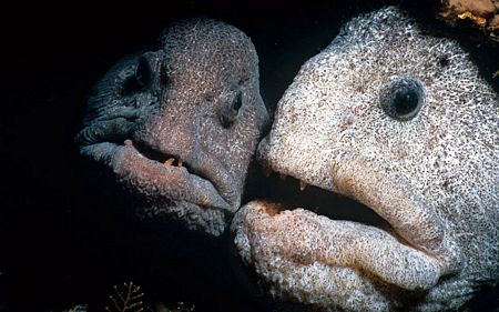 Loài cá có thân hình xù xì sống dưới Đại Tây Dương.