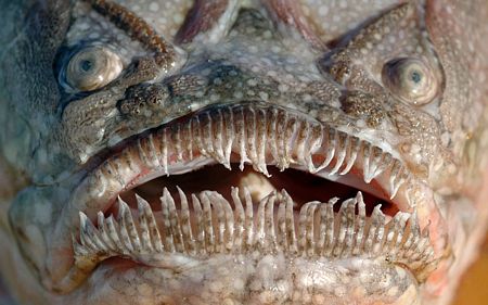 Cận cảnh cái miệng xấu xí của một con cá sao.