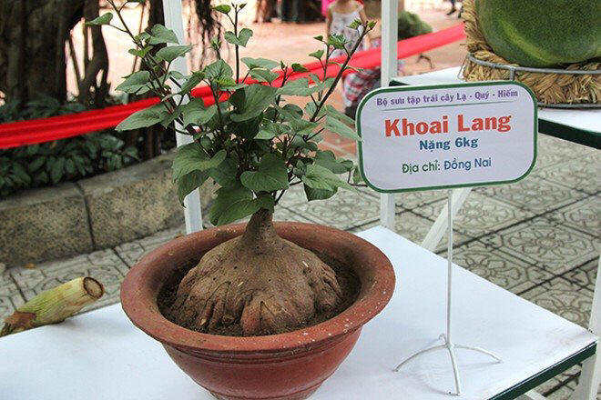 khoai lang 6kg