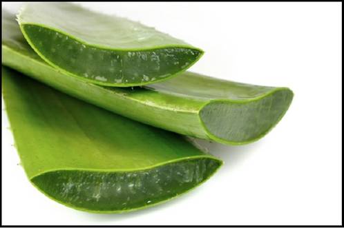 L�m dịu vết bỏng bằng nha đam
